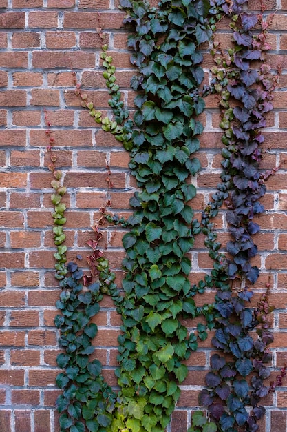 Brick wall greenery growth bunch street grass leaf violet purple