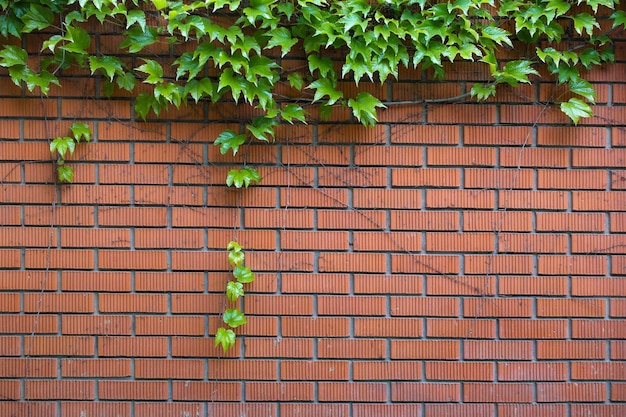 Brick wall and leaves