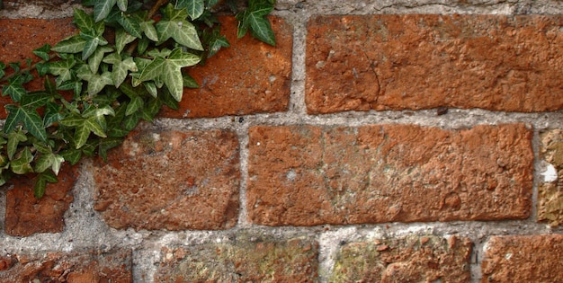 Photo a brick wall with green leaves