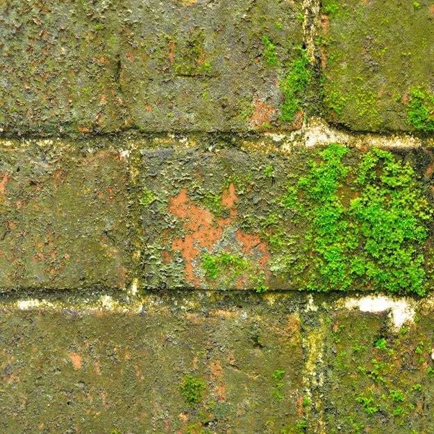 Brick wall with moss