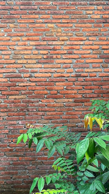 A brick wall with a plant in the foreground and a plant in the background.