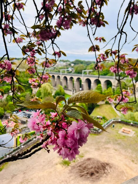 A bridge is in the background and the train bridge is in the background