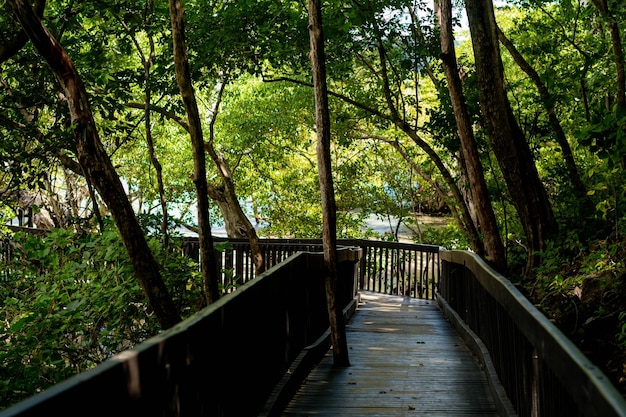 Bridge made of wood that leads to nature