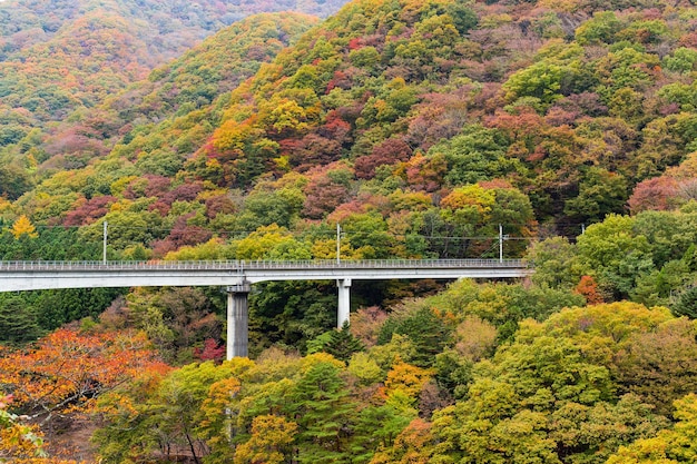 Bridge though Autumn forest landscape