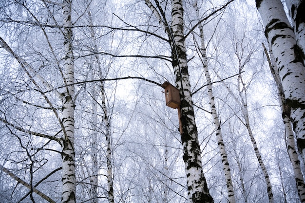 Bridhouse on birch tree in winter park