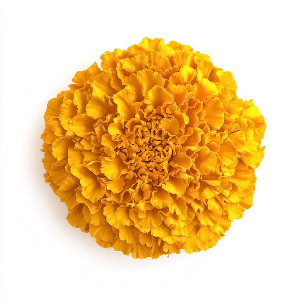 Bright African marigold blooms in vibrant yellow against a clean white background