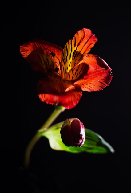 Bright alstroemeria flower on a black background.