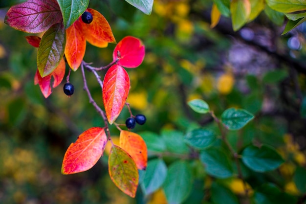 Bright autumn background leaves and fruits of chokeberry Bush