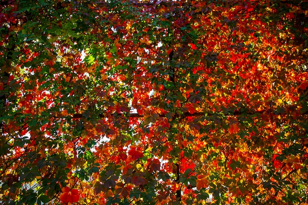 Bright autumn colors. Colorful leaves of ornamental grapes at sunny day. 