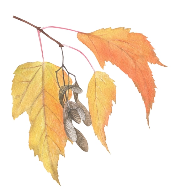 Bright autumn leaves on a branch with seeds and berries painted in watercolor