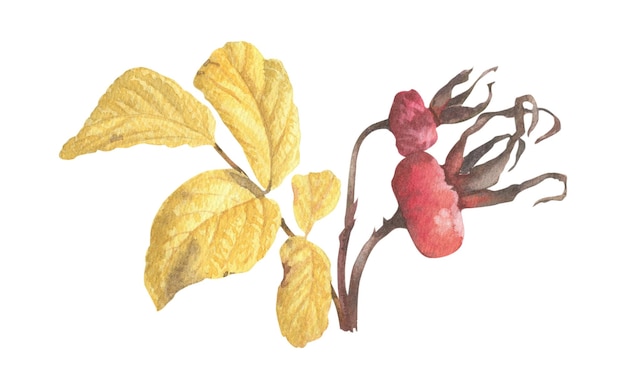 Bright autumn leaves on a branch with seeds and berries painted in watercolor