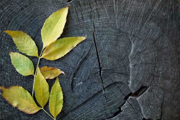 Bright autumn leaves on the original dark background closeup. autumn background with colored leaves on wooden board.