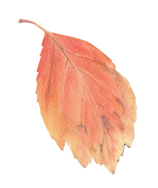 Bright autumn leaves painted in watercolor on a white background