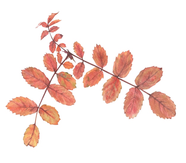 Bright autumn leaves painted in watercolor on a white background