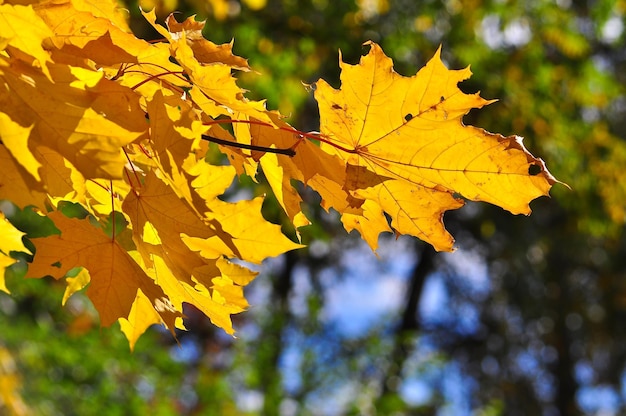 Bright autumn leaves