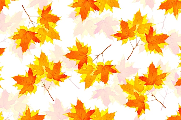 Photo bright autumn maple leaf on a white background foliage fall concept