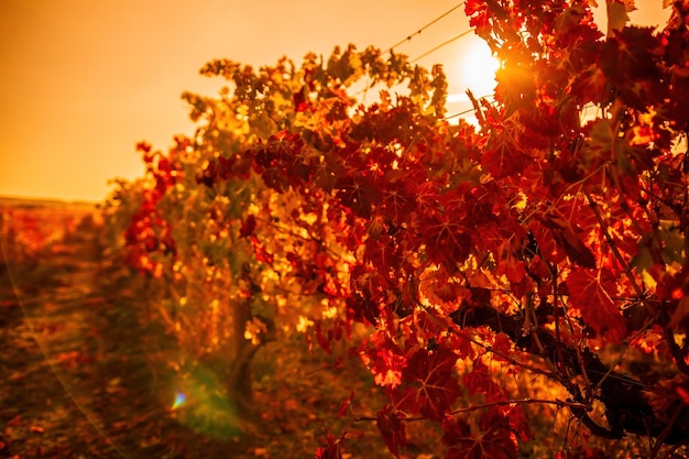 Bright autumn red orange yellow grapevine leaves at vineyard in warm sunset sunlight beautiful