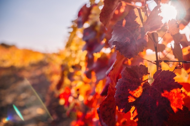 Bright autumn red orange yellow grapevine leaves at vineyard in warm sunset sunlight beautiful