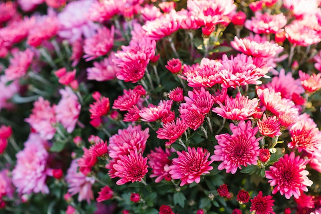 Bright beautiful chrysanthemum flowers bloom on a Sunny day in the garden