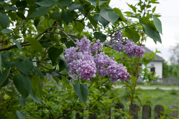 Bright beautiful fresh lilac closeup in the garden and artistic blurred background