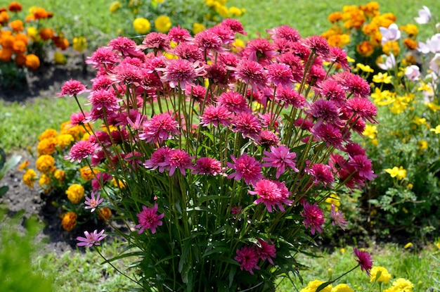 Bright beautiful garden summer flowers