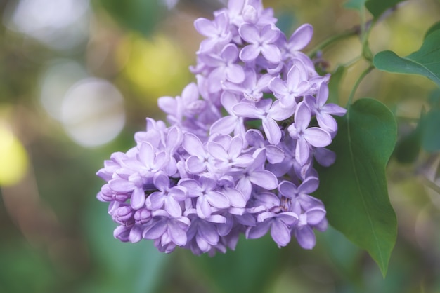 Bright beautiful lilac flowers close up on a sunny spring morning