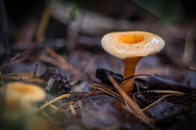 A bright beautiful mushroom a false chanterelle growing in a dark forest