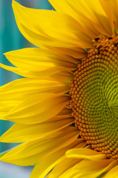 Bright blooming sunflower petals in sunlight macro photography in summertime.