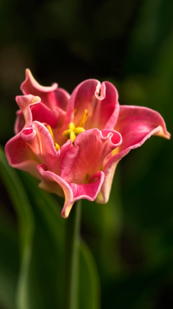 bright blooming tulip on a dark background