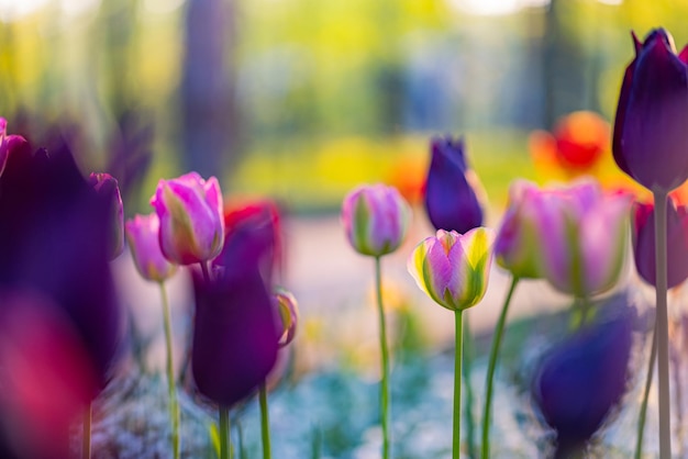 Bright blooming tulips flower panorama for spring nature love concept. Amazing natural spring scene