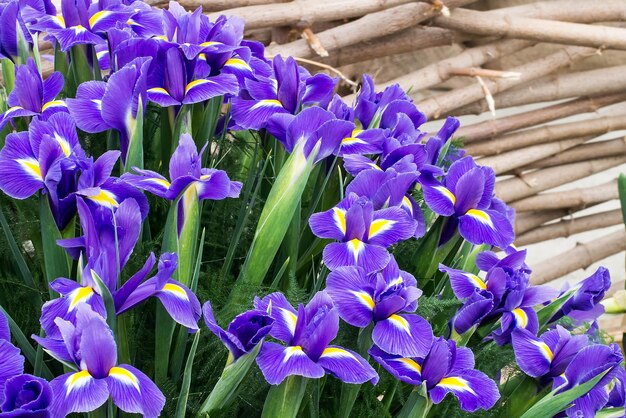 Bright blue irises