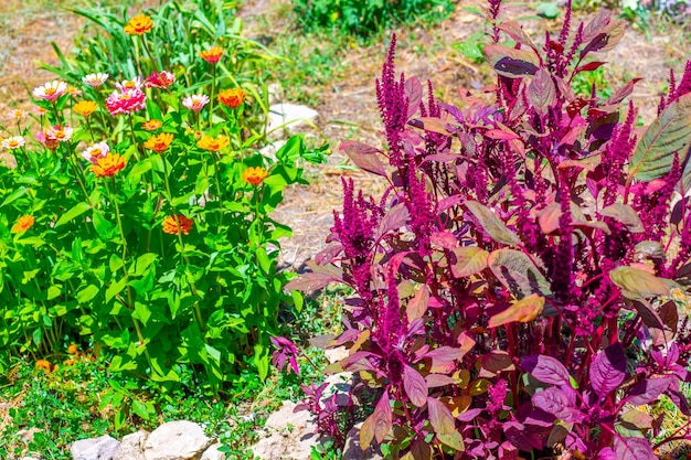 Bright burgundy bushes of vegetable amaranth and orange zinnia in the garden Landscaping of the suburban area