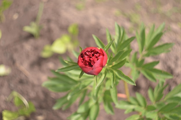 Bright burgundy peony blossomed in early spring