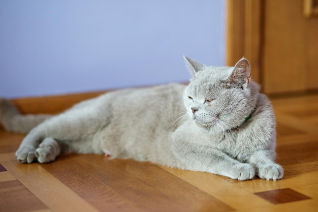 Bright cat lying on the floor The concept of pets