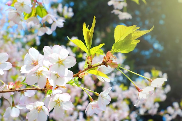 Bright cherry blossom background in the spring garden