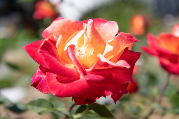 Bright color rose flower blooming in summer