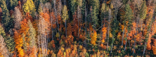 Bright colorful autumn forest and meadow at dawn Drone view