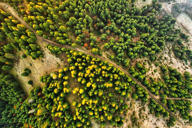 Bright colorful autumn forest and meadow at dawn Drone view