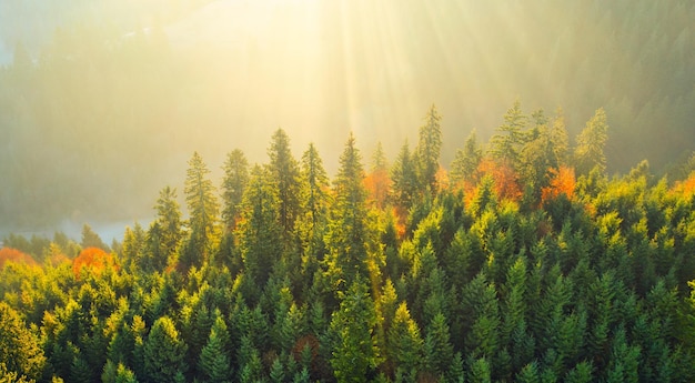 Bright colorful autumn forest and meadow at dawn Drone view