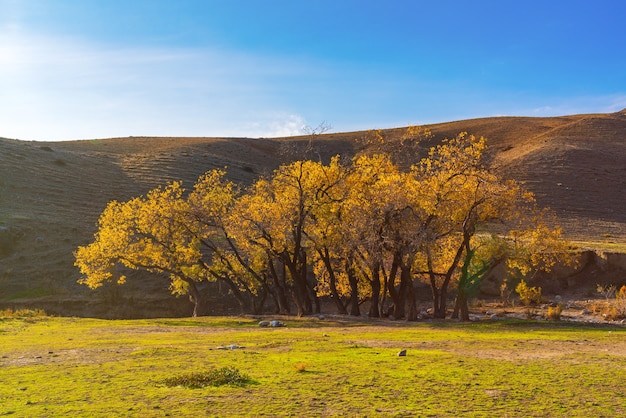 Bright colorful autumn in the mountains