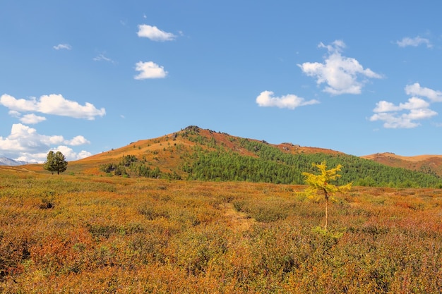 Bright colorful mountain landscape with a cone hillside in golden sunlight in autumn Mountain plateau with a dwarf birch and cedar forest of the sunlit mountainside under blue cloudy sky