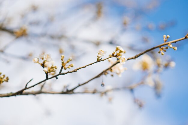 Bright colorful spring flowers. Blooming cherry branch against the blue sky