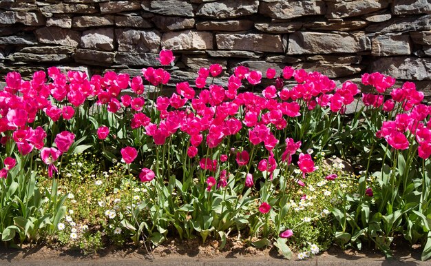 Bright colorful tulips as floral background