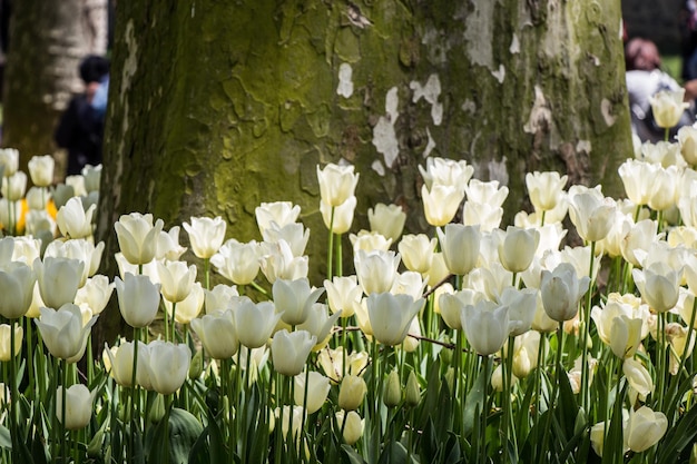 Bright colorful tulips as floral background