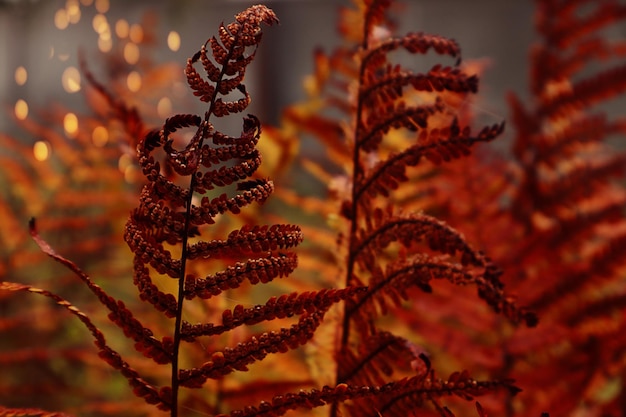 Bright colors of autumn brown foliage of fern branches on a foggy morning in the forest closeup bokeh