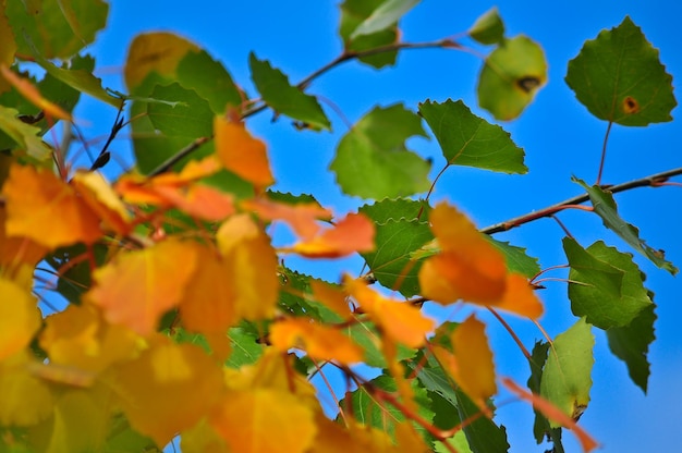 The bright colors of the October foliage