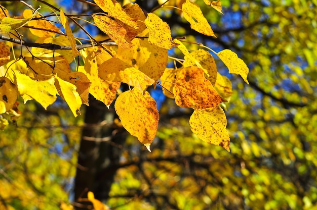 The bright colors of the October foliage