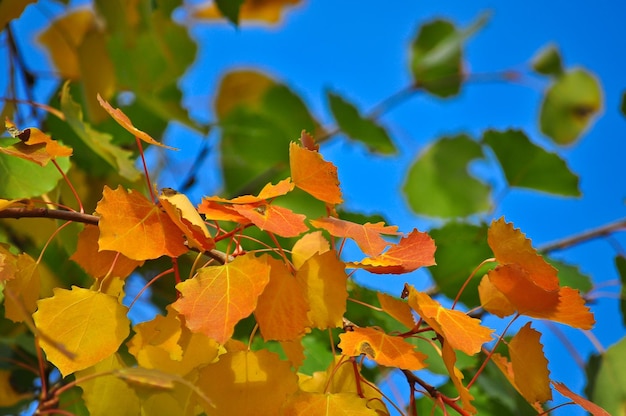 The bright colors of the October foliage