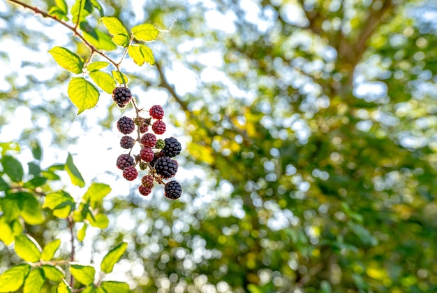 Bright colourful blackberries growing in the hedgerow with the sun peeking through. Leaves and drees are defocused in the background.