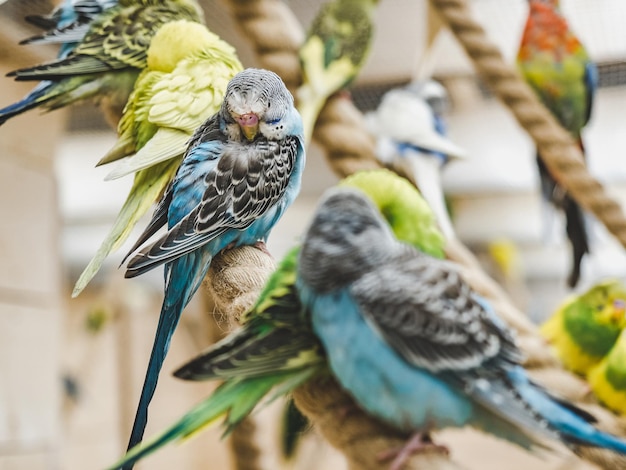 Bright cute parrot sitting on a rope